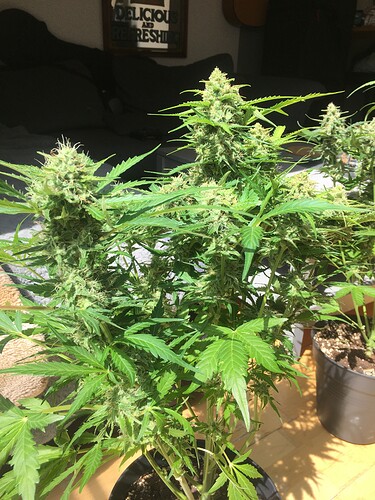 Growreport Bild 9