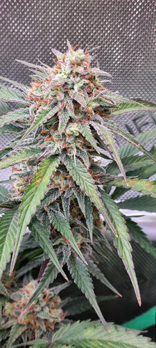 Growreport Bild 33