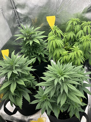 Growreport Bild 8