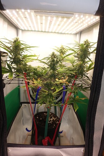 Growreport Bild 1
