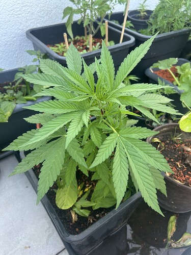 Growreport Bild 42