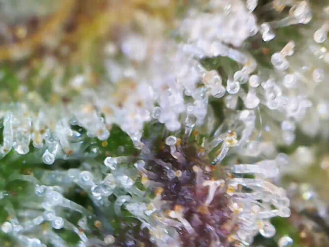 cap_43415d35f34aba558f9f2f11093e0944_00_00_34_02