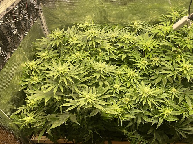 Mehrere Cannabispflanzen in der Blütephase, die dicht beieinander in einer Growbox stehen. Lüfter sind an der linken Wand sichtbar.