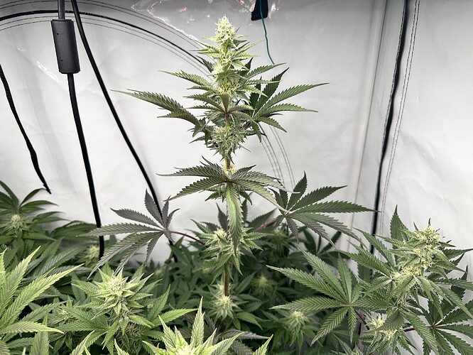 Growreport Bild 29