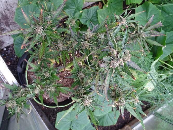 Growreport Bild 15