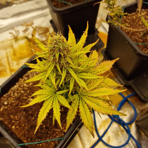 Growreport Bild 1