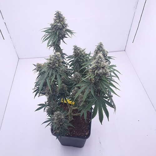 Growreport Bild 6