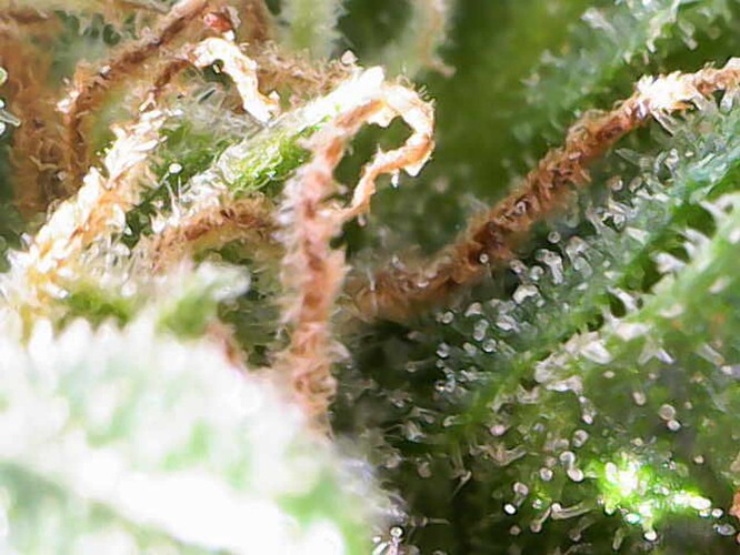 Growreport Bild 40