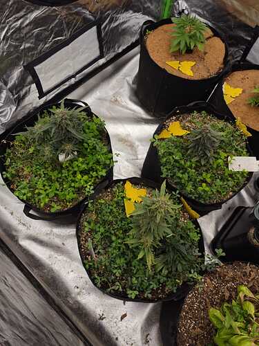 Growreport Bild 1