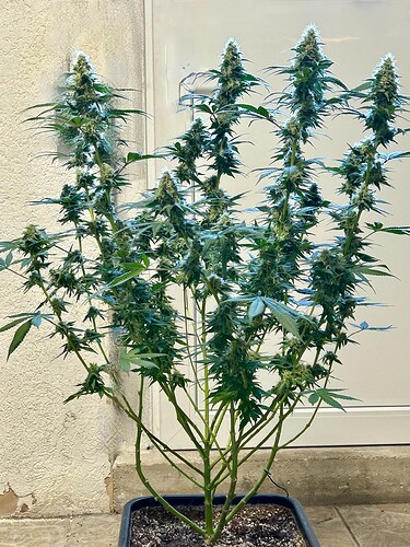 Growreport Bild 8