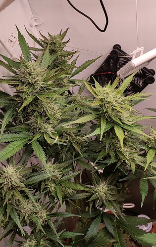 Growreport Bild 49
