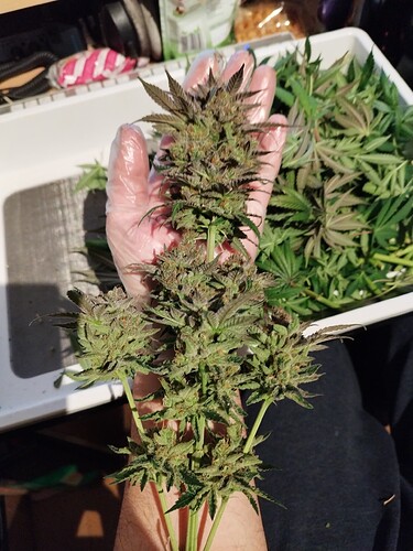 Growreport Bild 13