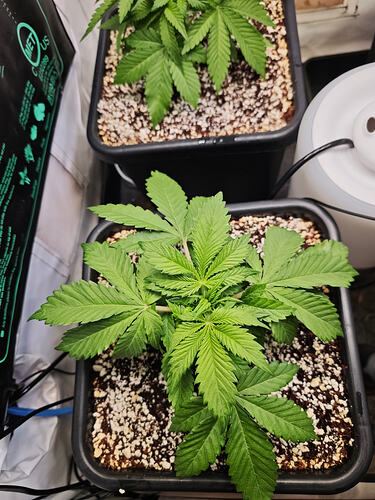 Growreport Bild 32