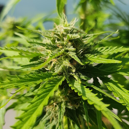Growreport Bild 5
