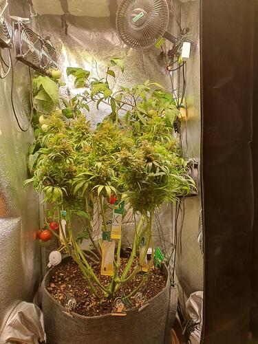 Growreport Bild 2