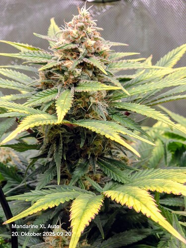 Growreport Bild 18