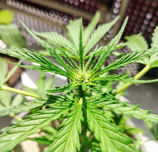 Growreport Bild 3