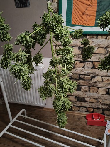 Growreport Bild 8
