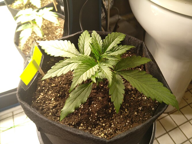 Growreport Bild 3