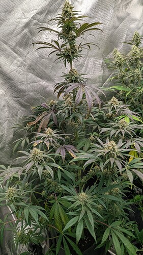 Growreport Bild 4