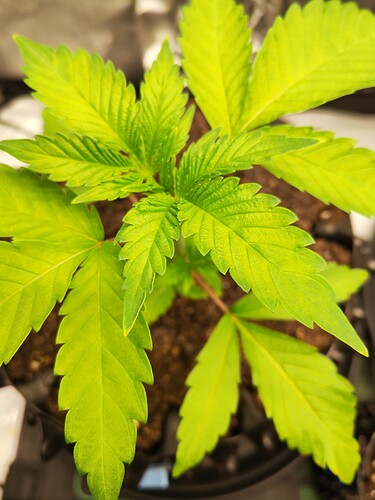 Growreport Bild 12