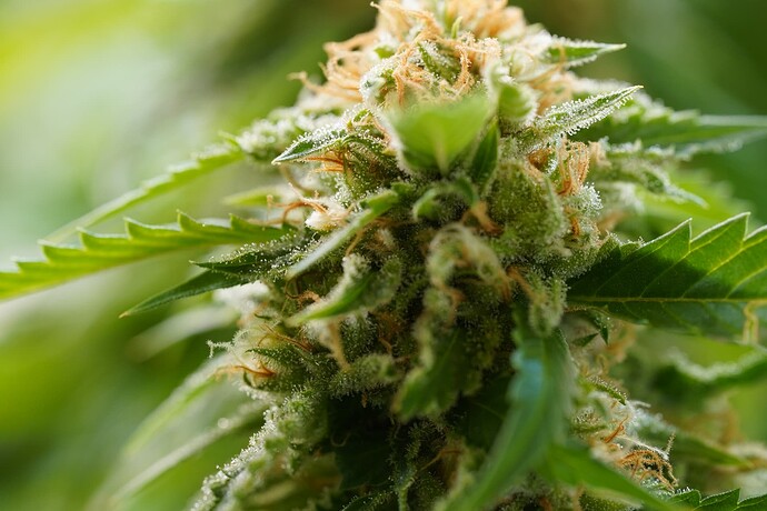 Growreport Bild 3