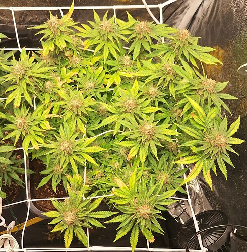 Growreport Bild 17