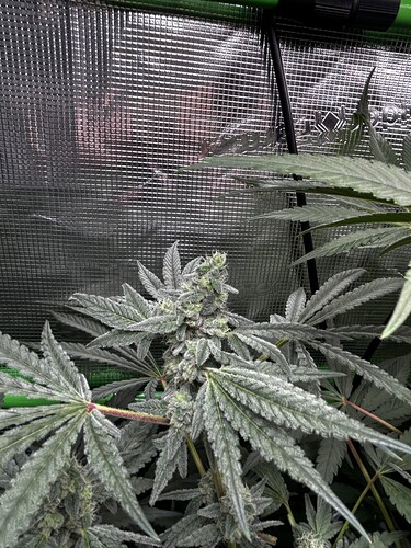 Growreport Bild 17