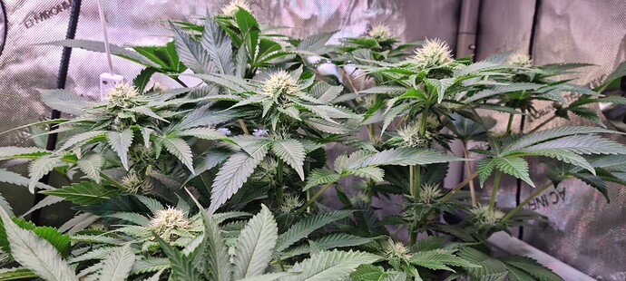 Growreport Bild 26