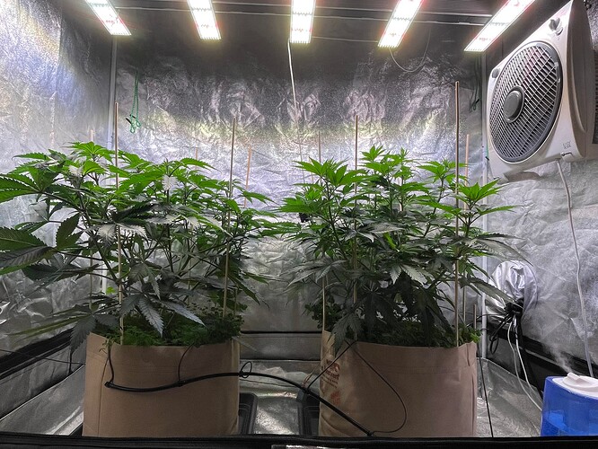 Growreport Bild 3