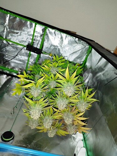 Growreport Bild 3