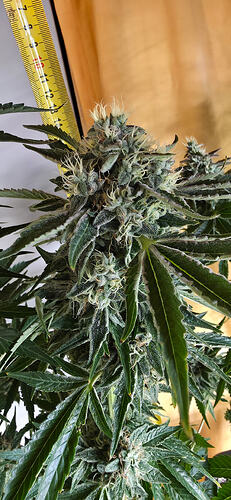 Growreport Bild 36