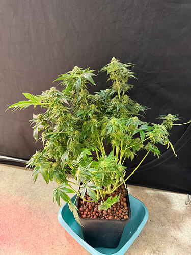 Growreport Bild 29