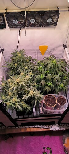 Growreport Bild 25