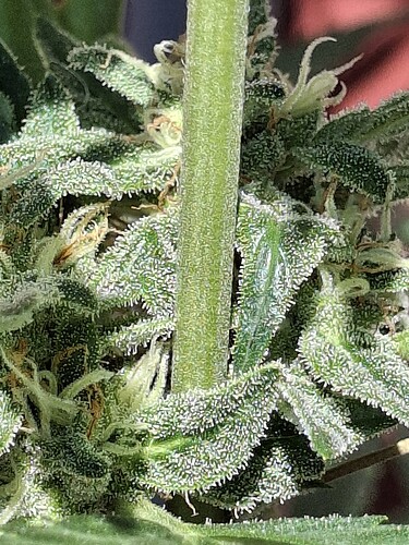 Growreport Bild 130