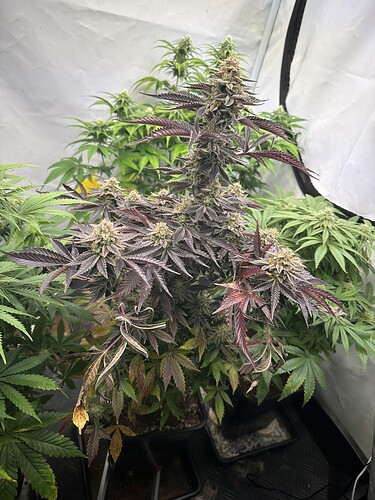 Growreport Bild 16