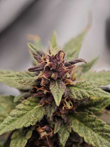 Growreport Bild 3