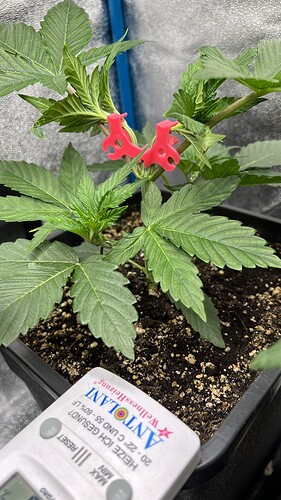 Growreport Bild 5