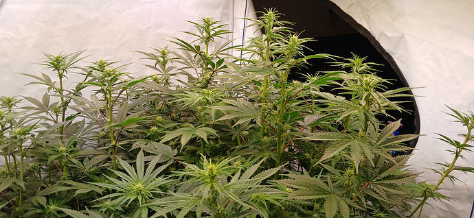 Growreport Bild 6