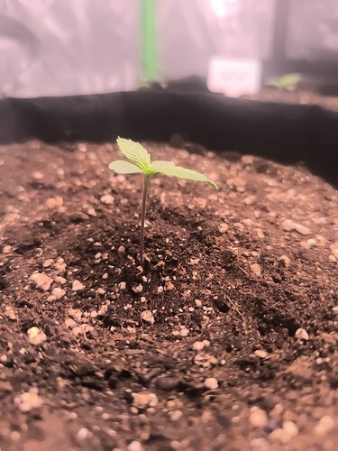 Growreport Bild 3