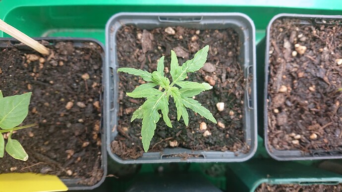 Growreport Bild 20