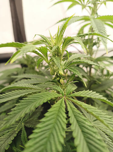 Growreport Bild 2