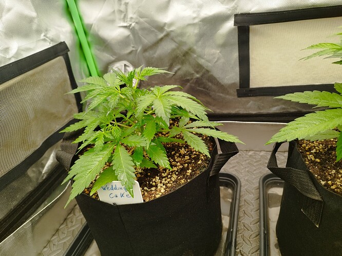 Growreport Bild 3