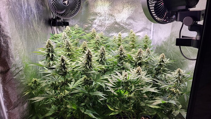 Growreport Bild 2