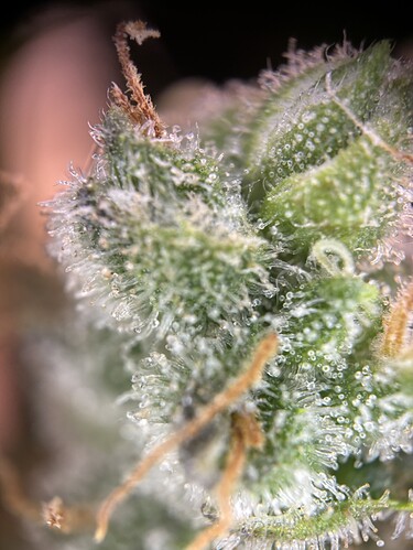 Growreport Bild 27