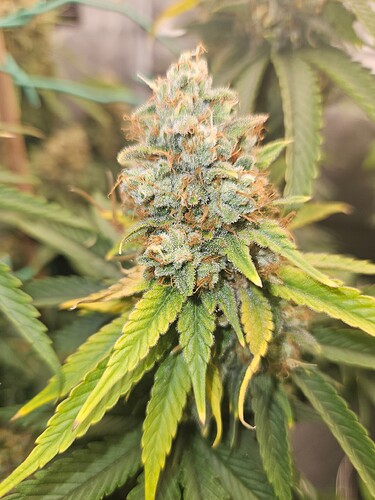 Growreport Bild 2