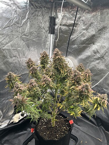 Growreport Bild 3