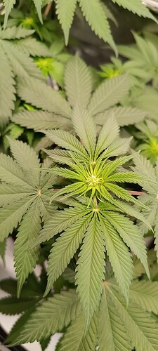 Growreport Bild 2