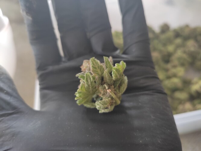 Growreport Bild 4