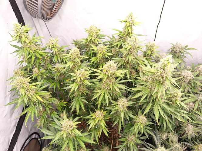 Growreport Bild 4